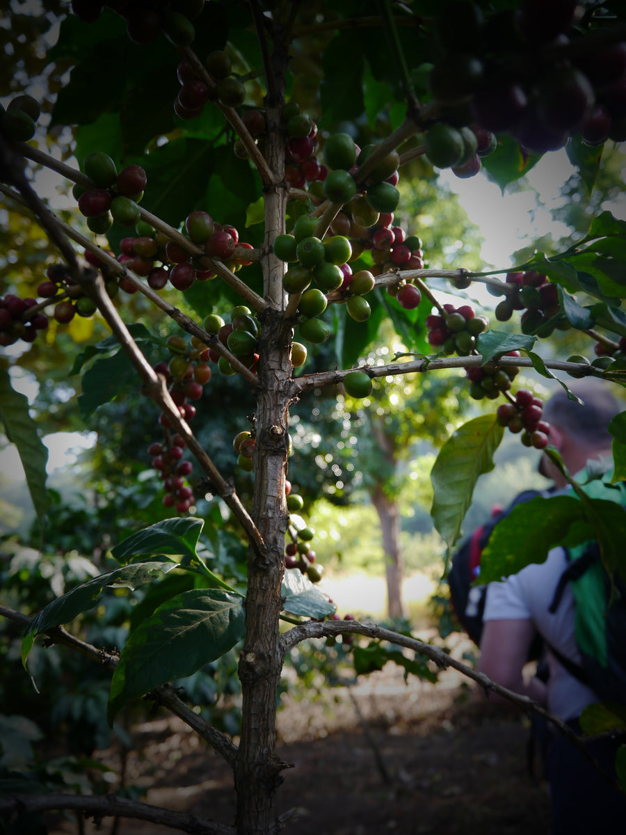 Seed to Cup Coffee is a Fruit! Angler's Coffee